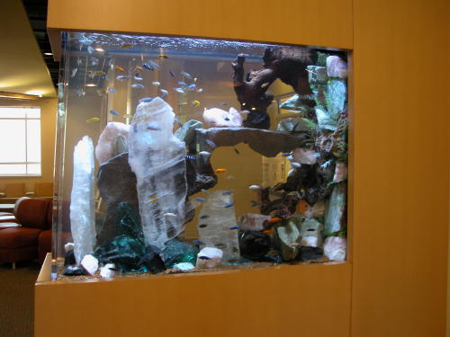 This aquarium holds about 60 fish, mostly african cichlids