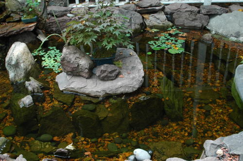 Use the higher area to place a special plant