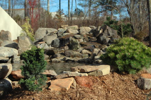 Most plants can be put right at the water's edge